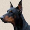 Doberman